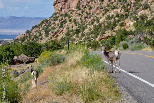 goats near country road
Unaweep - Tabeguache scenic byway, Whitewater, Colorado, USA photo