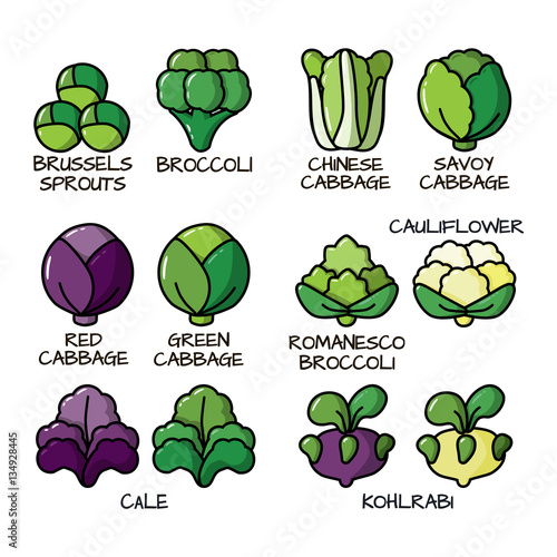 Set of colored icons with different varieties of cabbage. Illustration with the vegetables for design food products, advertising products, environmental articles, dietary recommendations.