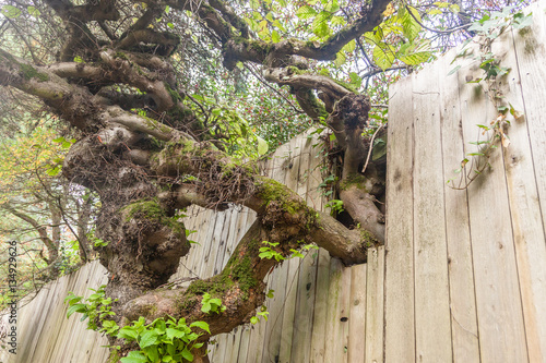 fence built around tree branch  photo