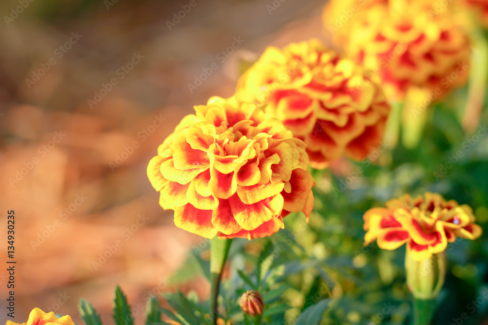 beautiful marigold flowers in the garden beautiful marigold flowers in the garden