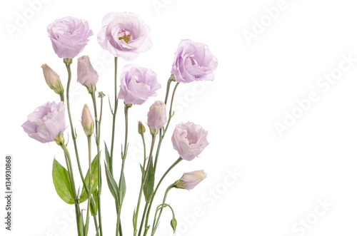 Beautiful pale violet eustoma flowers