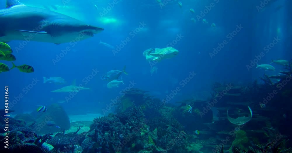 Amazing, Huge Sandtiger Shark, Surrounded By Golden Jacks - Gnathanodon Speciosus And Carcharias Taurus Amazing, Huge Sandtiger Shark, Surrounded By Golden Jacks - Gnathanodon Speciosus And Carcharias Taurus