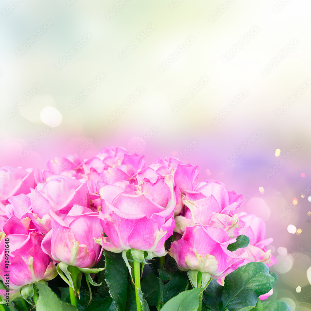 Fototapeta premium Bukiet fioletowych róż świeżych na tle gerden bokeh z miejsca na kopię