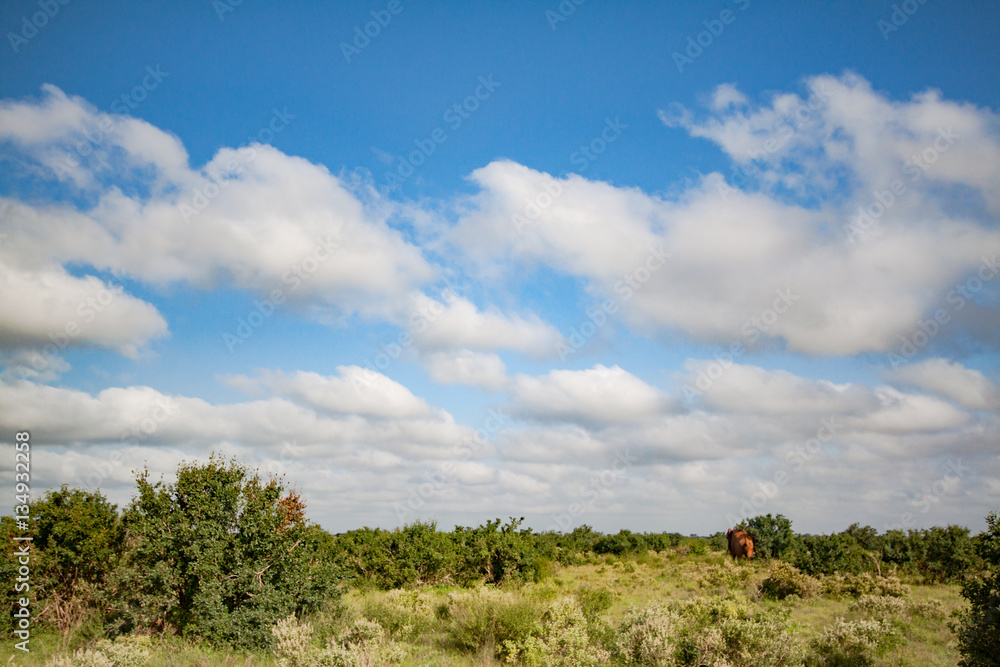 Panorama of the Tsavo East National Park in Africa