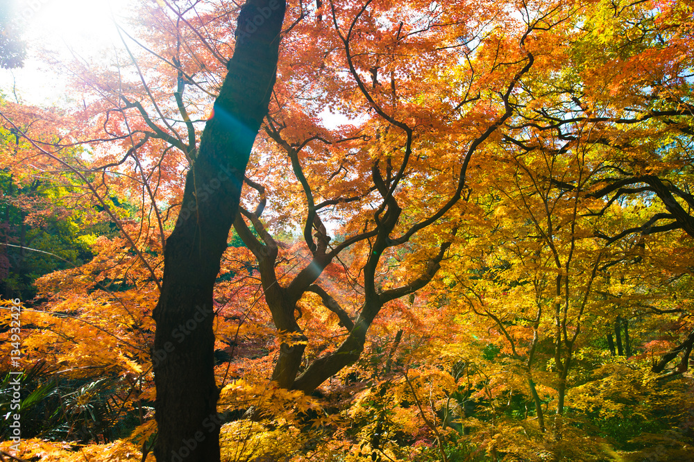 Obraz premium 紅葉