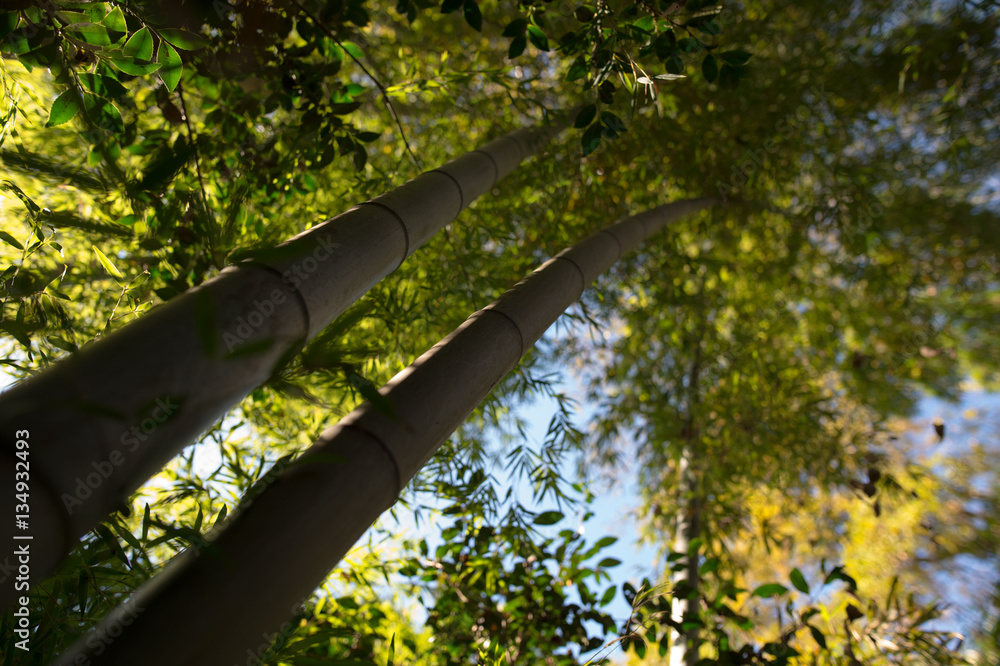 Fototapeta premium Bamboo