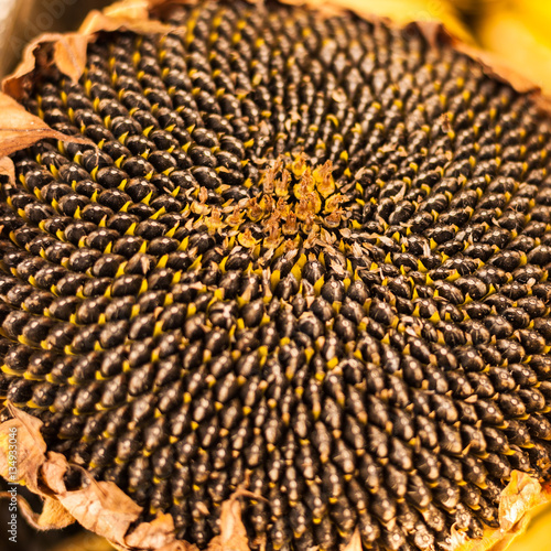 sunflower head in fall ready to harvest