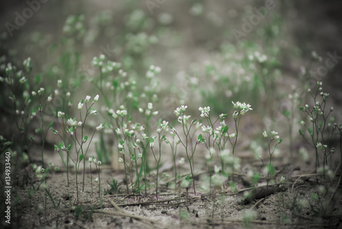 White tender spring flowers, growing at forest. Seasonal natural floral hipster background