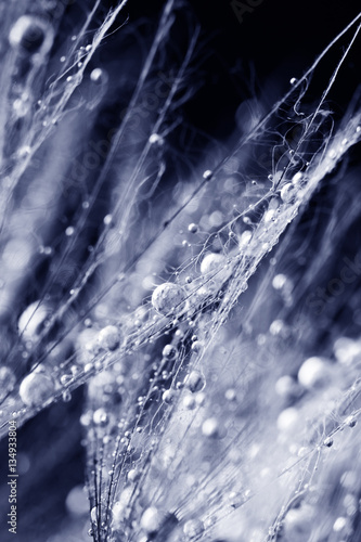 Dandelion seeds with water drops on natural background