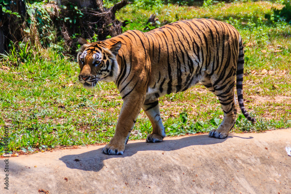 Obraz premium Indochinese tiger, or Corbett's tiger, or Panthera tigris corbetti is walking 