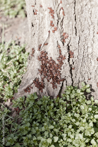 red begbugs on the tree photo