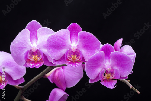 Fototapeta Naklejka Na Ścianę i Meble -  Pink streaked orchid flower, isolated on black background