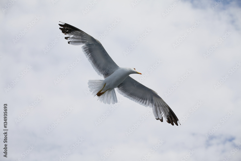 Beautiful seagull soaring in the blue sky
Beautiful seagull soaring in the blue sky