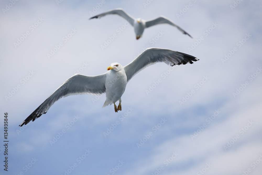 Obraz premium Beautiful seagull soaring in the blue sky 