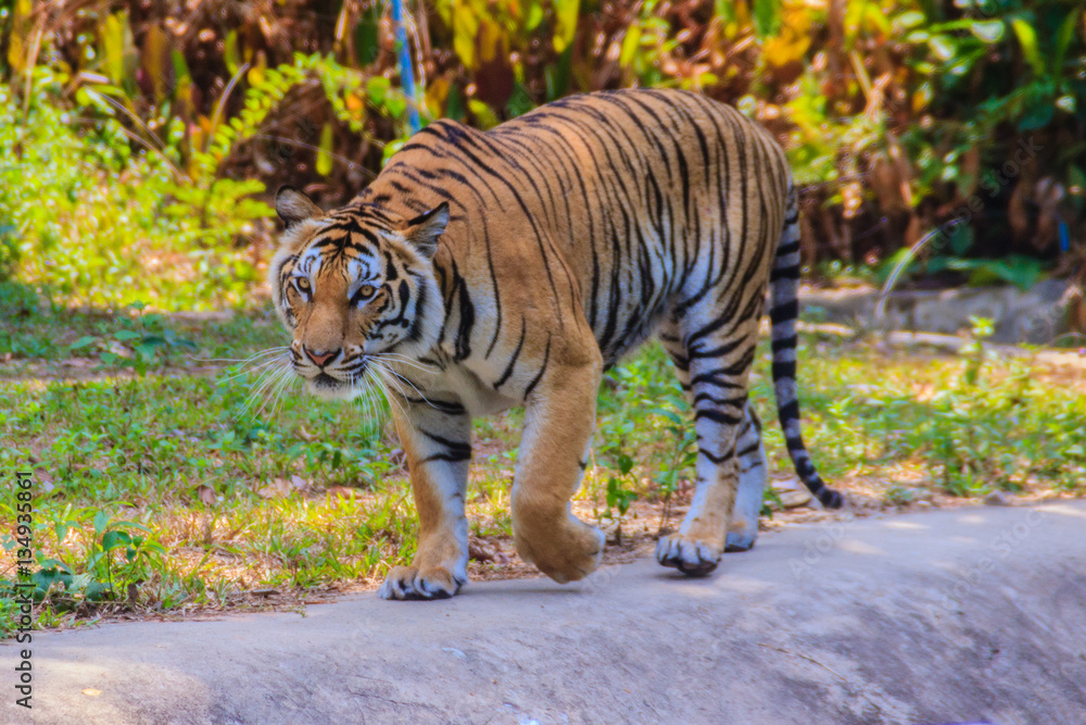 Fototapeta premium Indochinese tiger, or Corbett's tiger, or Panthera tigris corbet