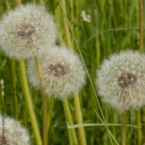 Dandelions