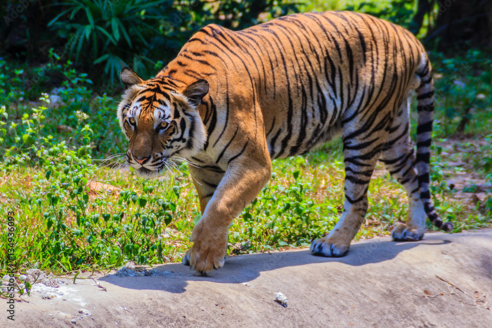 Fototapeta premium Indochinese tiger, or Corbett's tiger, or Panthera tigris corbet