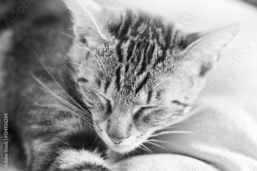 Black and white photo of a sleepy, beautiful cat on an armchair   © ileana_bt