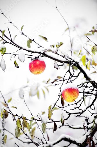 Red apples in a tree during snowfall