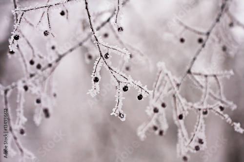 Branch with berries full of hoarfrost on natural background 