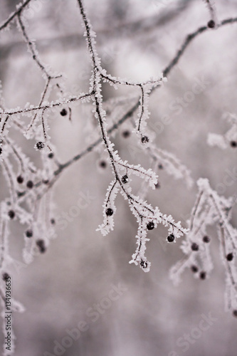 Branch with berries full of hoarfrost on natural background   © ileana_bt