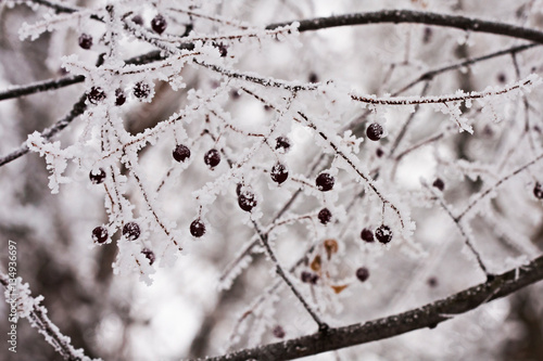 Branch with berries full of hoarfrost on natural background 