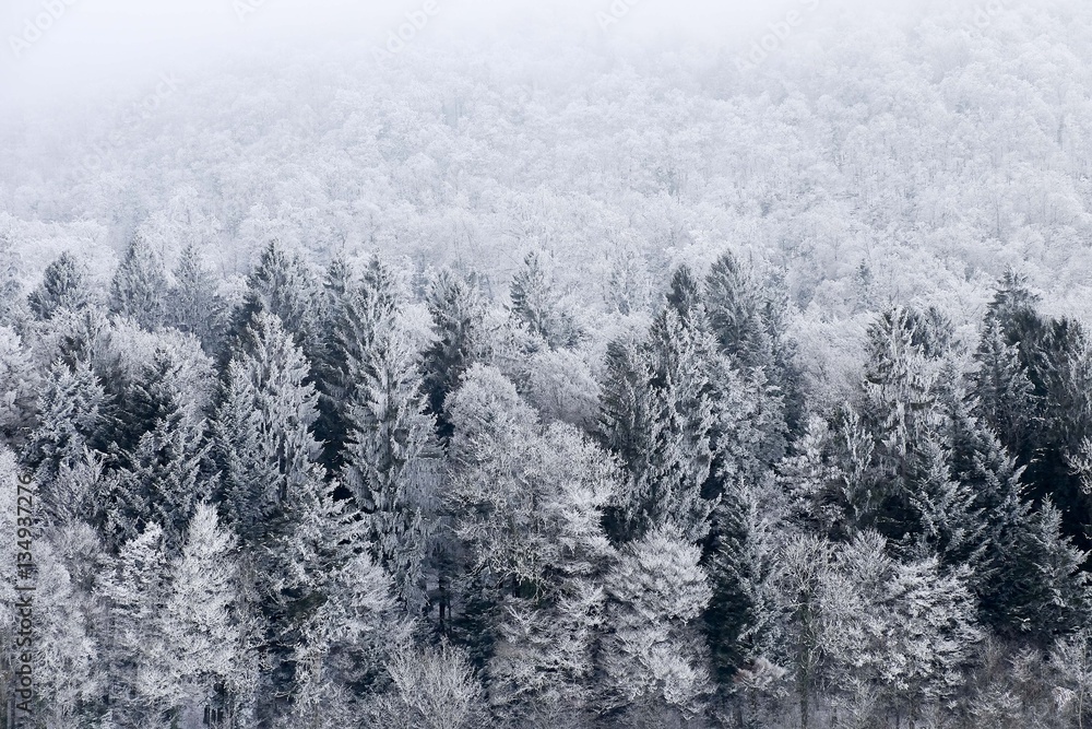Forêt givrée 3 Forêt givrée 3