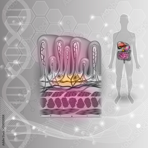 Stomach wall layers detailed anatomy, beautiful colorful drawing on a scientific DNA background
