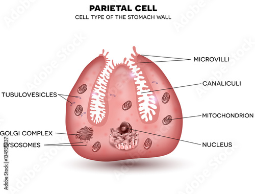 Parietal cell of stomach wall,  located in the gastric glands secretes hydrochloric acid. Beautiful colorful drawing on a white background