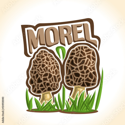 Vector logo Morel Mushrooms: 2 wild mushrooms on ground forest glade, cartoon still life with lettering morel on sprout grass, outdoors nature label with inscription for organic edible fungi morchella