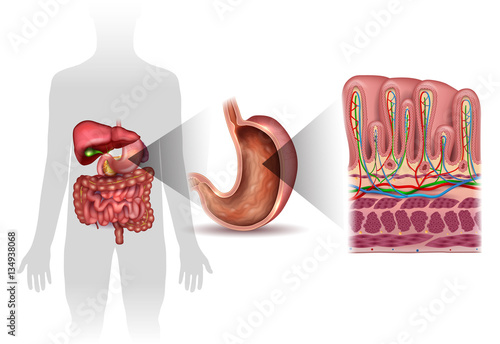 Stomach wall layers detailed anatomy, and human silhouette with internal organs, beautiful colorful drawing on a white background