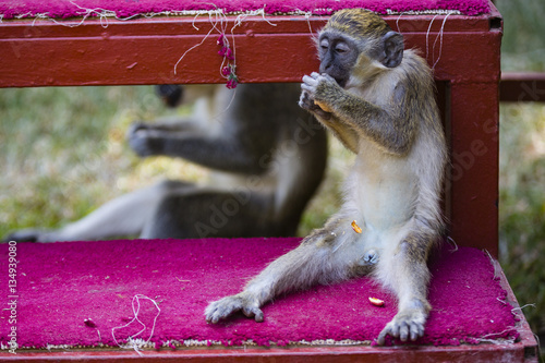 monkey eating a peanut photo