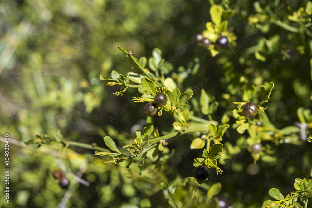 Foliage and fruits of Wild Jasmine, Jasminum fruticans. It is a species in the family Oleaceae native to the Mediterranean region. Photo taken in Ciudad Real Province, Spain Foliage and fruits of Wild Jasmine, Jasminum fruticans. It is a species in the family Oleaceae native to the Mediterranean region. Photo taken in Ciudad Real Province, Spain