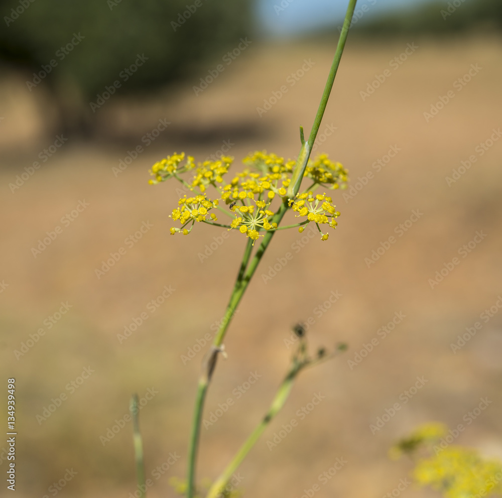 Obraz premium Flowers and leaves of fennel, Foeniculum vulgare. Photo taken in Ciudad Real Province, Spain