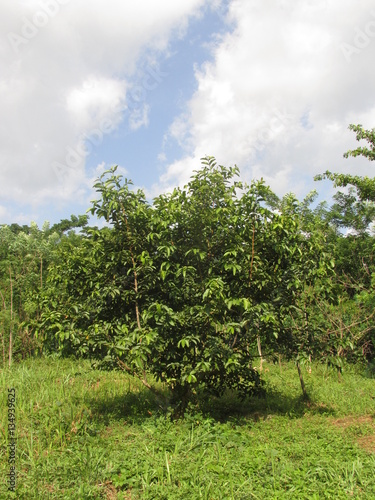Young Guava Tree