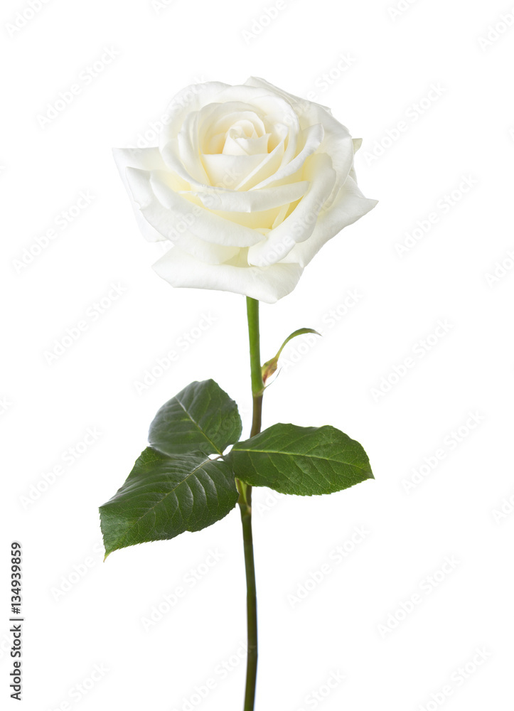 White rose isolated on white background.