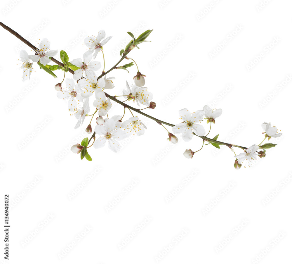 Fototapeta premium Cherry in blossom isolated on white.