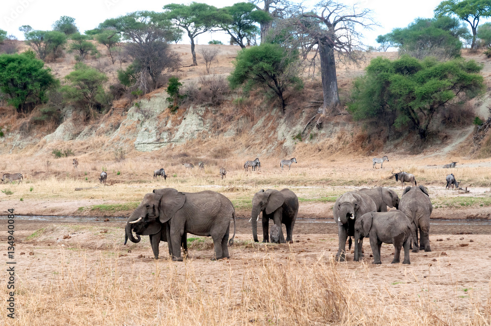 Fototapeta premium Zwierzę z Parku Narodowego Darangire w Tanzanii, Afryka