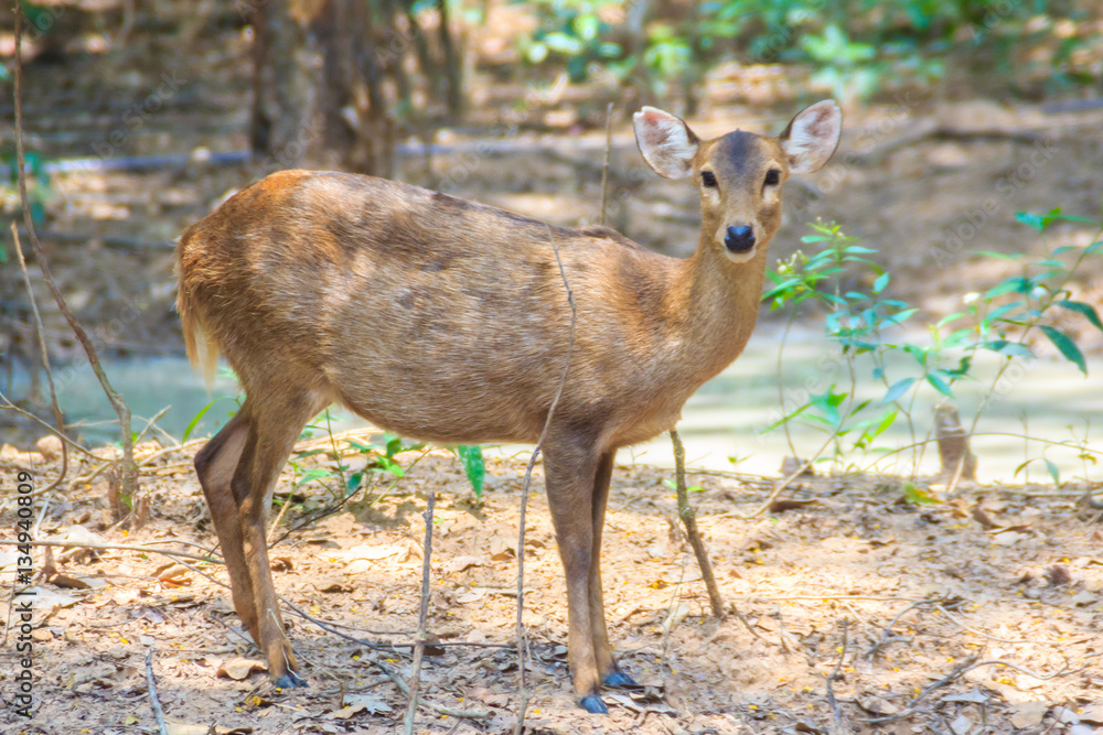 Cute Cervus eldi, or Siamese Eld's deer (Panolia eldii) also known as the thamin or brow-antlered deer, is an endangered species of deer indigenous to Southeast Asia. Cute Cervus eldi, or Siamese Eld's deer (Panolia eldii) also known as the thamin or brow-antlered deer, is an endangered species of deer indigenous to Southeast Asia.