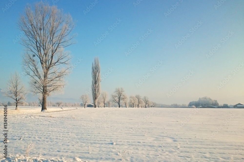 Obraz premium Winter Landschaft mit Baum Reihen