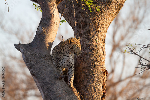 Leopard wild in the bush in Madikwe Game Reserve South Africa photo