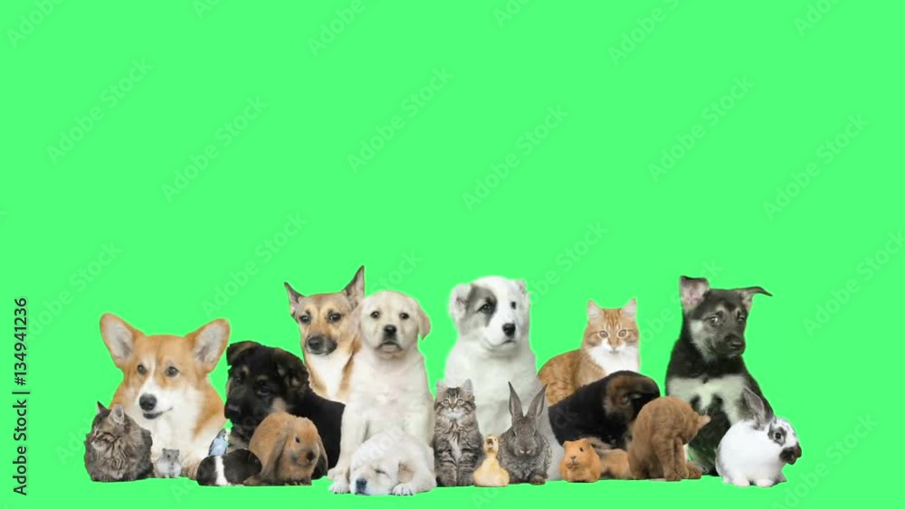 funny pets on a green background funny pets on a green background