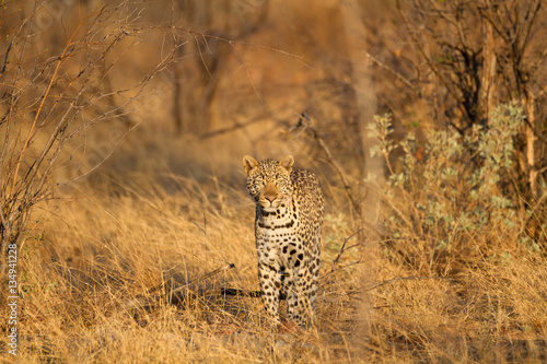Leopard wild in the bush in Madikwe Game Reserve South Africa © Charles