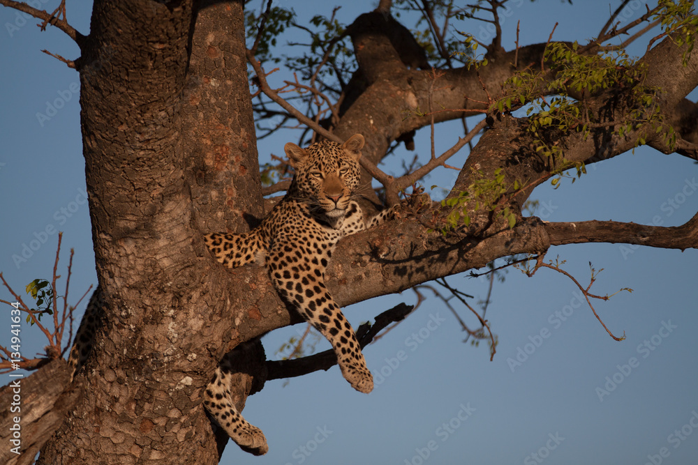 Obraz premium Leopard wild in the bush in Madikwe Game Reserve South Africa