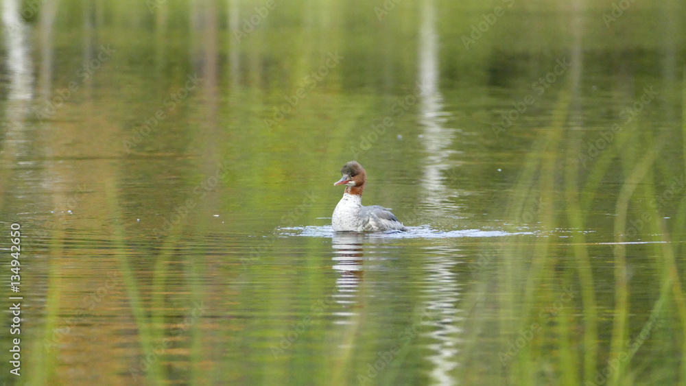Common merganser in Oulanka National Park Common merganser in Oulanka National Park