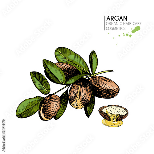 Vector set of hair care ingredients. Organic hand drawn colored elements. Argan nuts branch and half.