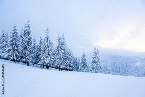 Fir-trees covered with snow around lawn. © Vitalii_Mamchuk