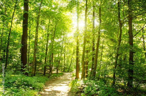 Einladung zum Entspannen und Tr  umen  Wald im Fr  hling mit Morgensonne   