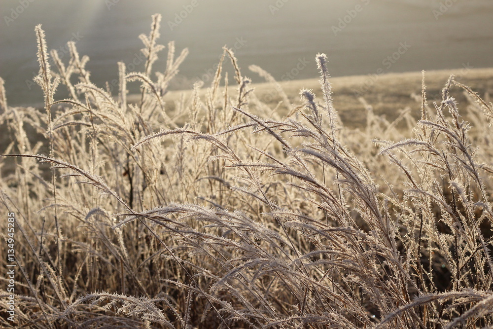 Fototapeta premium Yellow sunny frozen grass detail