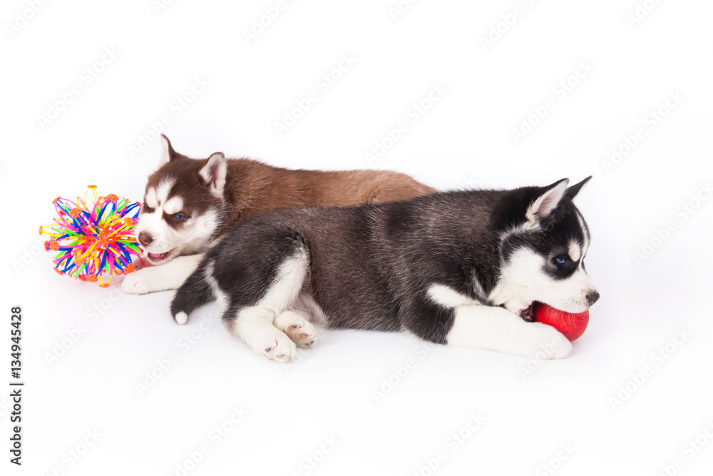 Two Siberian Husky puppy playing with a balls. Two Siberian Husky puppy playing with a balls.
